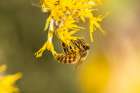 USA-New Mexico-Honey bee on rabbitbrush Art Print